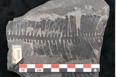 Foto (Detailansicht) von Pterophyllum longifolium Br. (NHMW-GEO-2024-0188-10630)